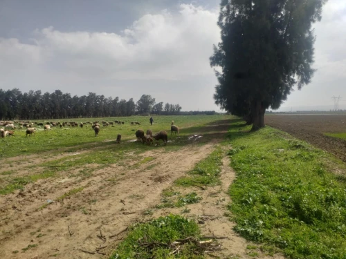 Vente Terrain Agricole Aïn Defla Khemis miliana