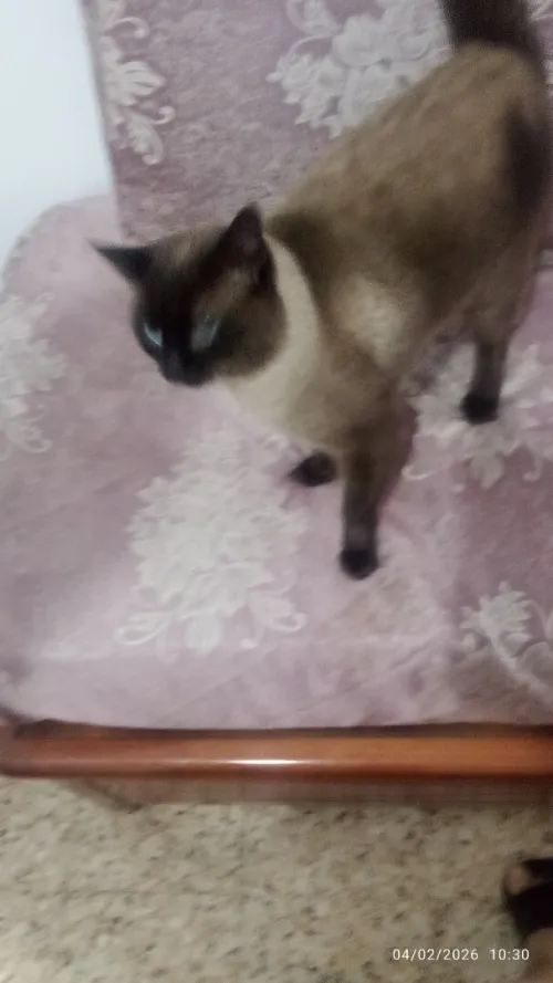 Siamois