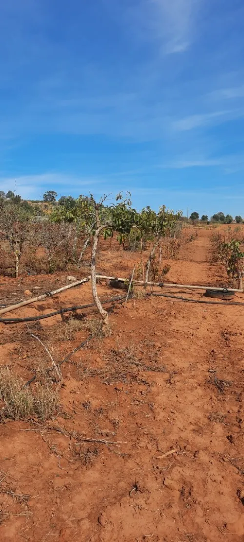 Vente Terrain Mostaganem Sidi ali