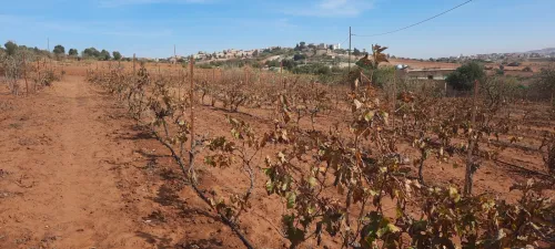 Vente Terrain Mostaganem Sidi ali