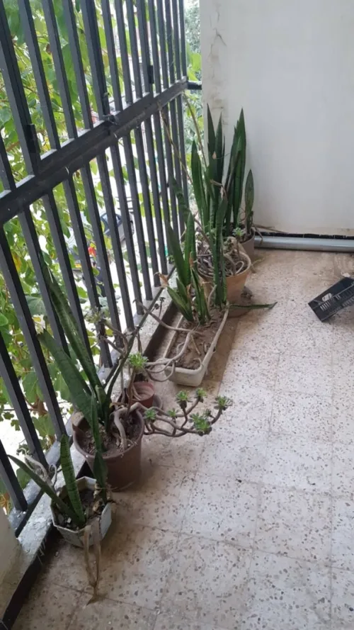 Location Appartement F3 Alger Said hamdine