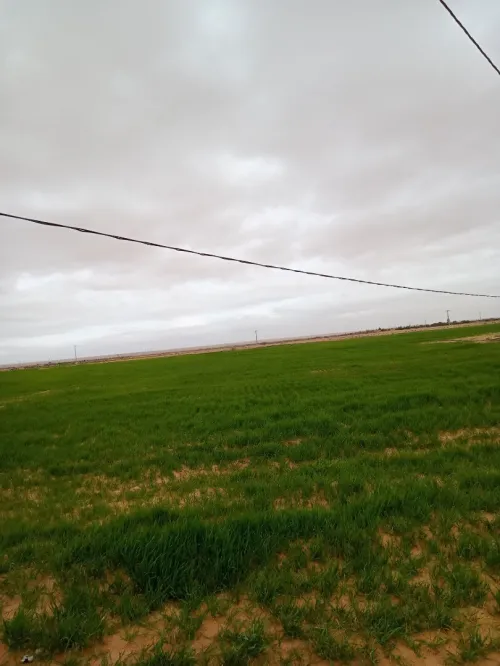 Vente Terrain Agricole M'Sila Zerarka
