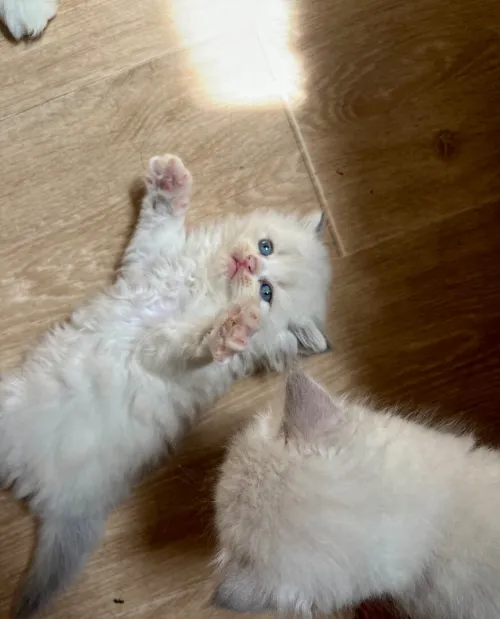 Persan exotic shorthair, 