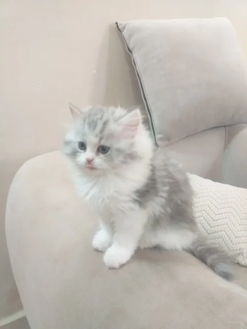 Chat chinchilla