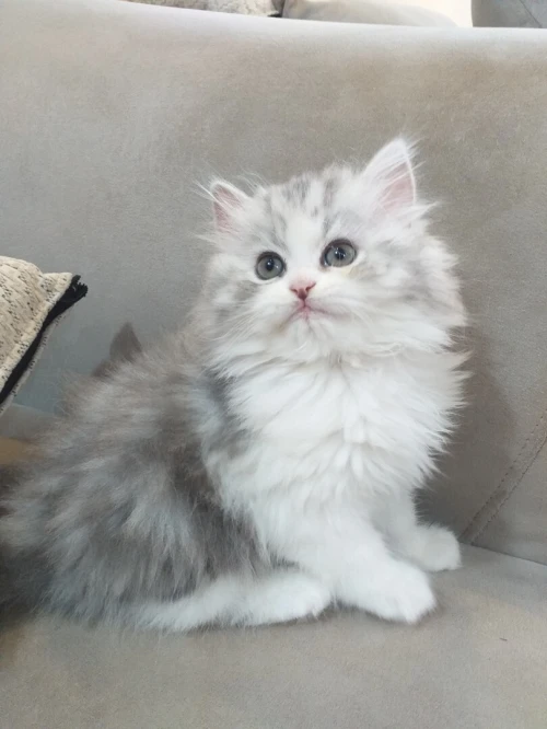 Chat chinchilla