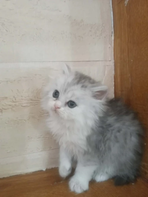 Chat chinchilla