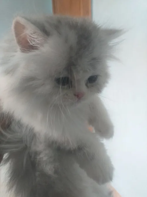 Chat chinchilla
