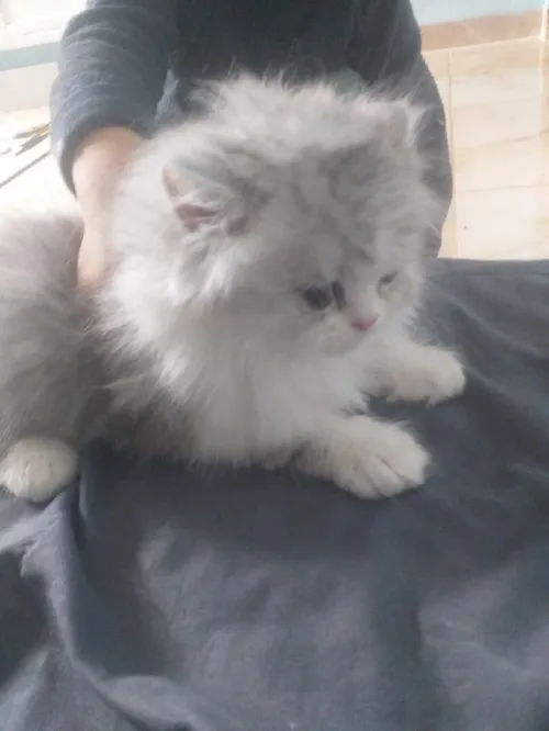 Chat chinchilla