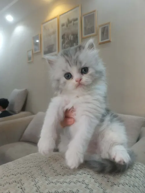 Chat chinchilla