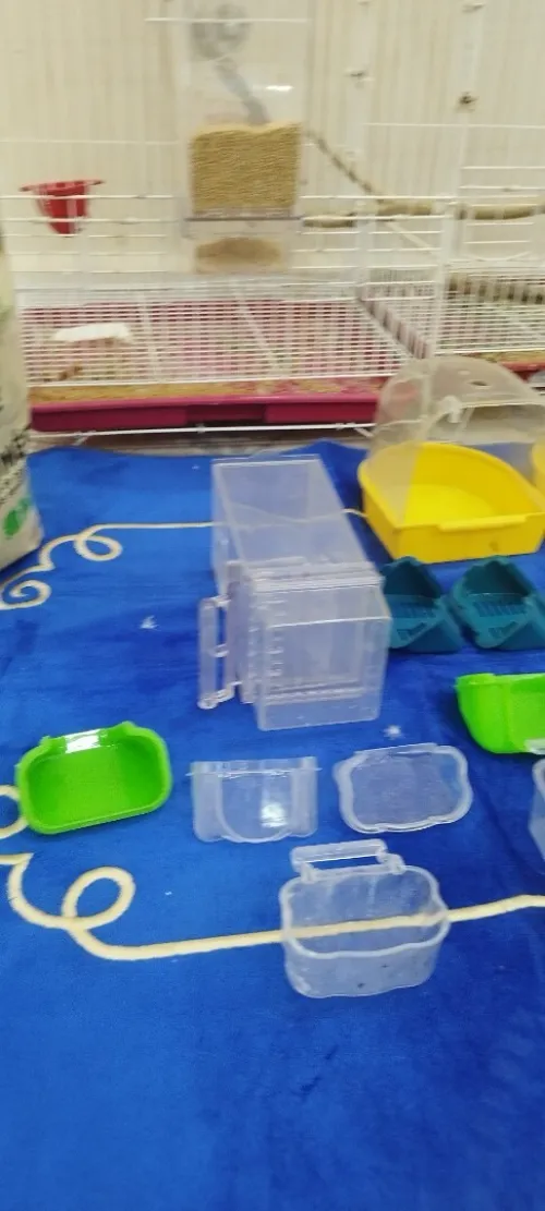 Perruche avec Cage de couplage avec tous le matériel de l elvage