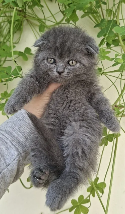Scottish fold/ British shorthair