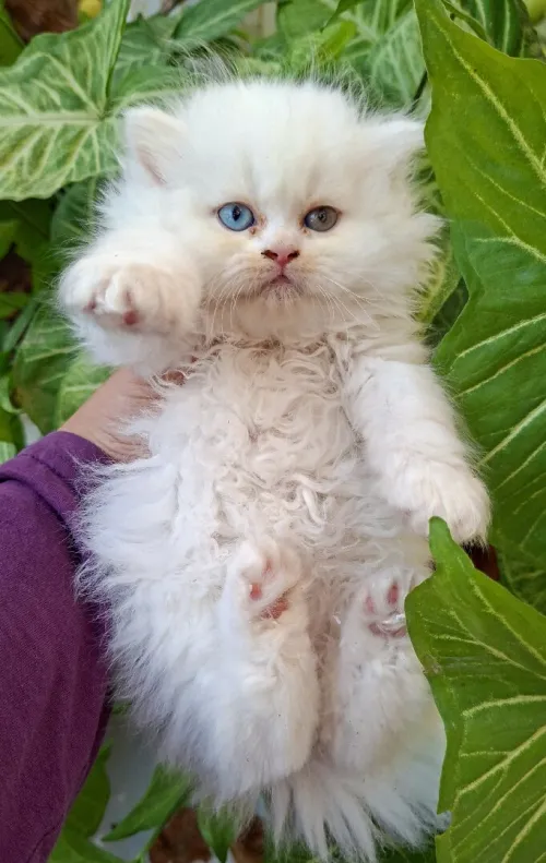 Chat persan 