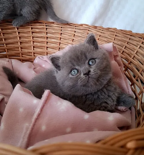Scottish fold
