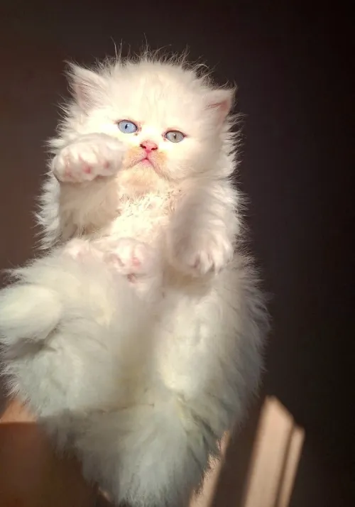 Chat persan 