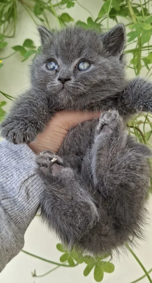 Scottish fold/ British shorthair