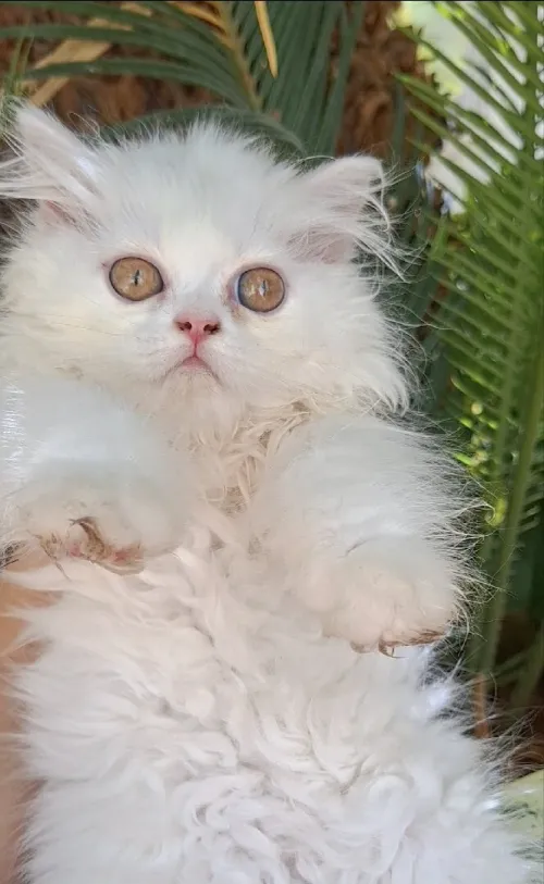 Chat persan femelle