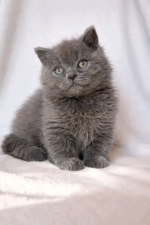 Chat Scottish fold British shorthair