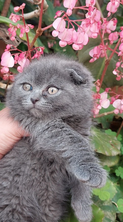 Chat Scottish fold