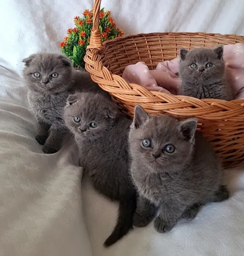 Scottish fold/ British shorthair