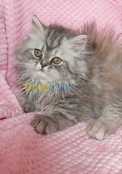 Chat persan 