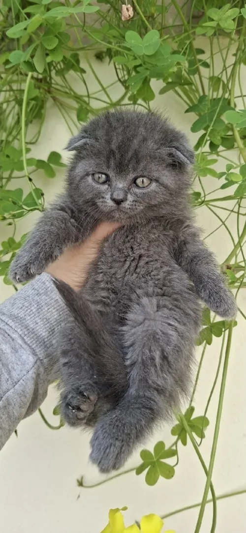 Scottish fold/ British shorthair