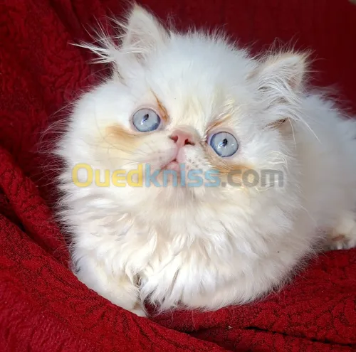 Chat persan peke face 
