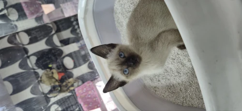 NOUVELLE PORTÉE DES CHATONS SAIMOIS