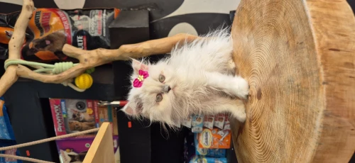 NOUVELLE PORTÉE DES CHATONS PERSAN