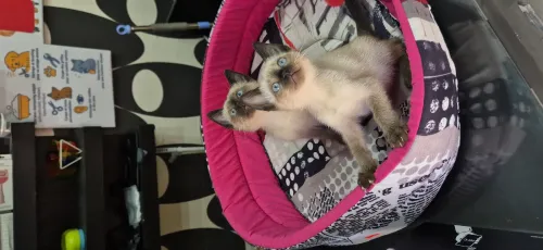 Nouvel arrivage chat siamois