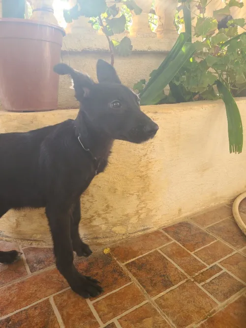 Malinois noir