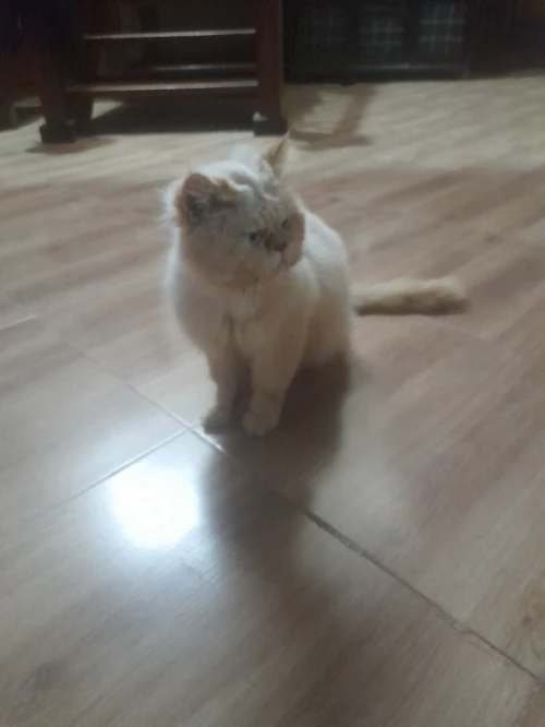 Chat persan