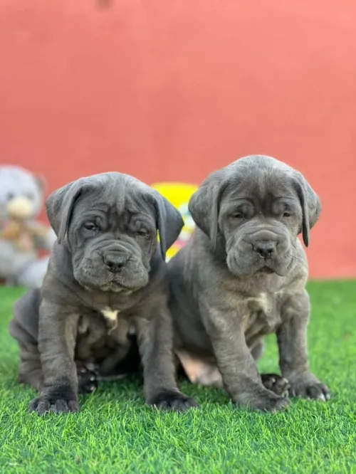 Cane corso