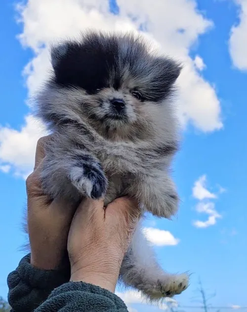 Spitz Pomeranian