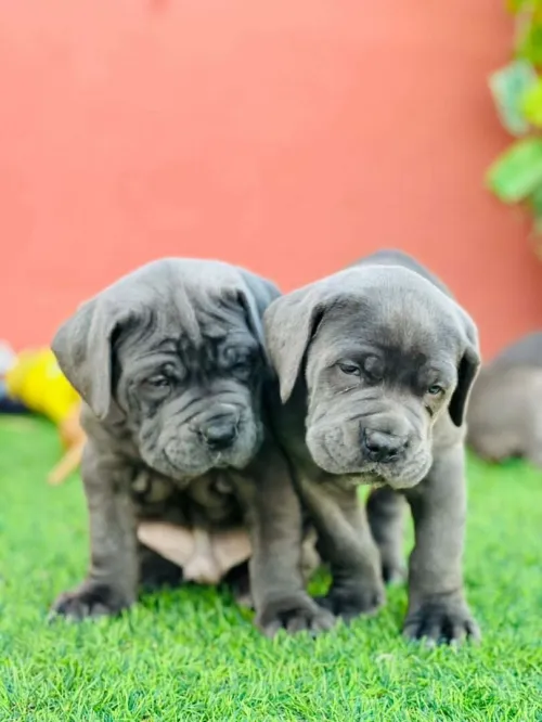 Cane corso