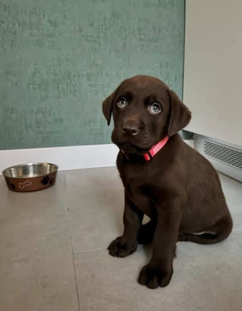 Labrador retriever