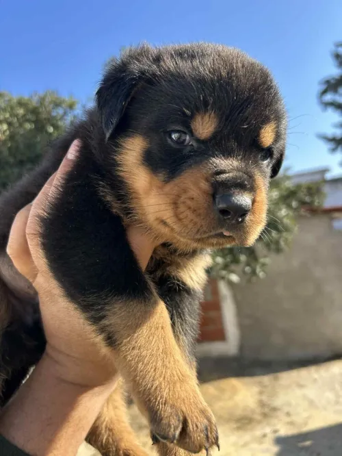 Rottweiler