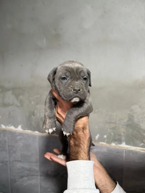 Cane corso