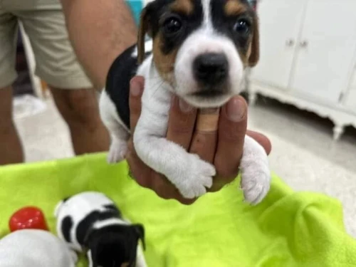 Jack russell