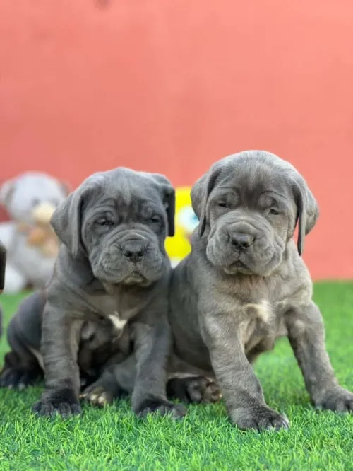 Cane corso