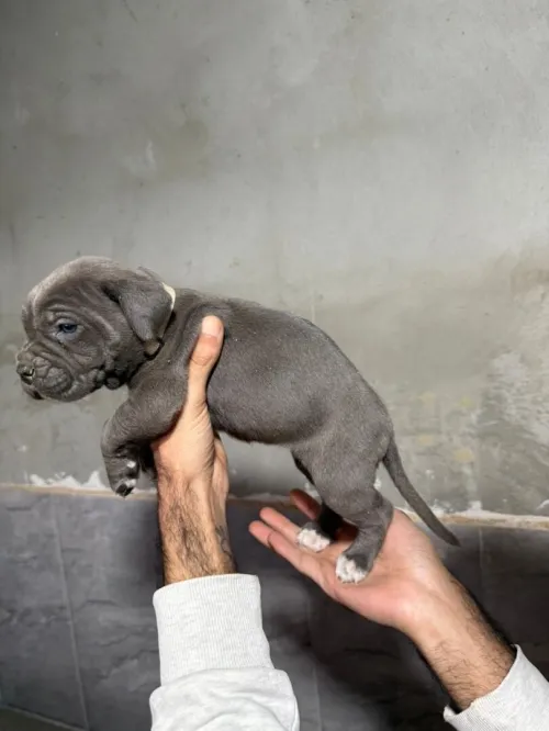 Cane corso