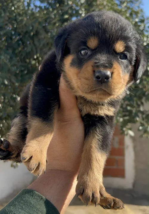 Rottweiler