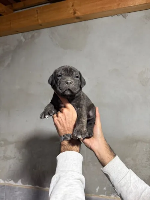 Cane corso