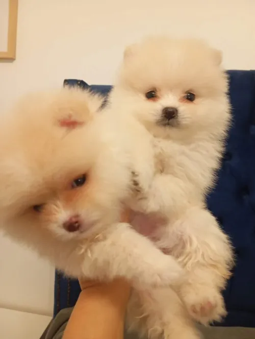 Spitz Pomeranian