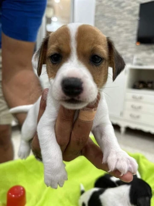 Jack russell
