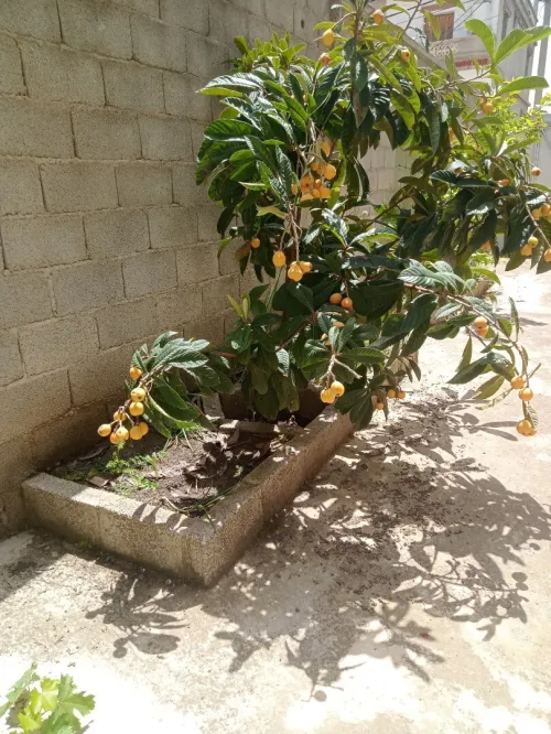 Vente Villa Constantine El khroub