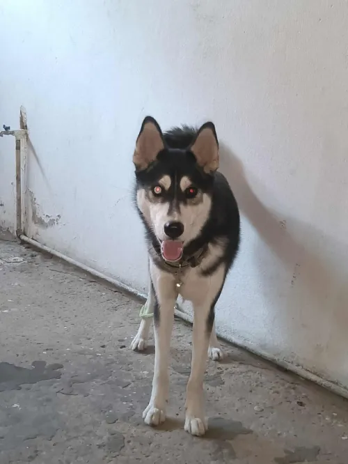 Chien_femell husky sibérien de 8 moi 