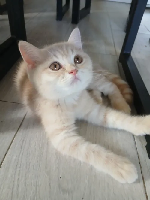 Magnifique mâle type British Shorthair issu de lignée Scottish