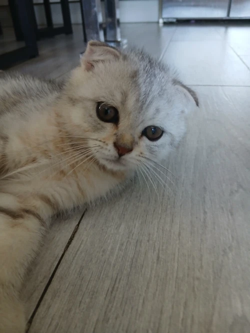Magnifique Scottish Fold silver aux tons chauds