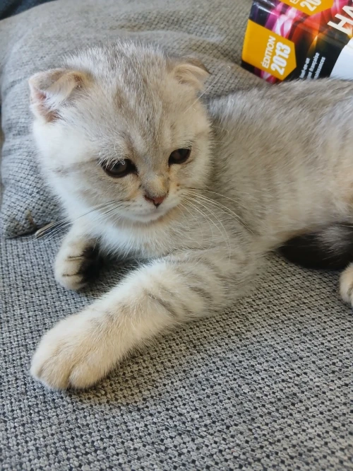 Magnifique Scottish Fold silver aux tons chauds