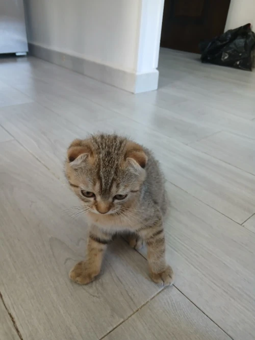 Magnifique mâle Scottish Fold tabby marron, joueur et plein de caractère